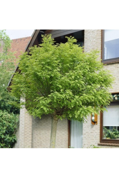 Акація рожева штамб - використання в ландшафтному дизайні